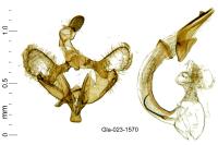 Coleophora saxicolella