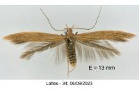 Coleophora saxicolella