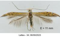 Coleophora limoniella