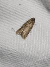 Tortricodes alternella