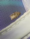 Acleris schalleriana