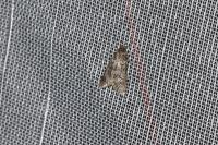 Diurnea fagella