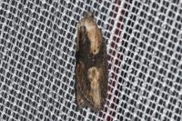Doloploca punctulana