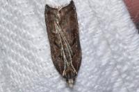 Acleris cristana