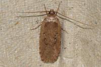 Agonopterix ciliella/heracliana
