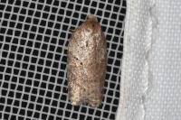 Acleris schalleriana