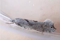 Ypsolopha asperella