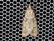 Diurnea fagella