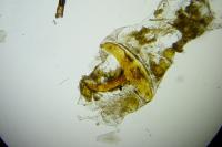 Coleophora ornatipennella