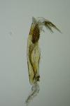 Apatema proteroclina