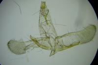Apatema proteroclina