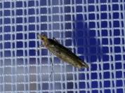 Ypsolopha ustella