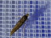Ypsolopha ustella