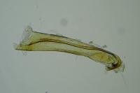 Caryocolum petrophilum