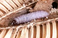Endothenia gentianaeana