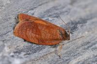 Cacoecimorpha pronubana