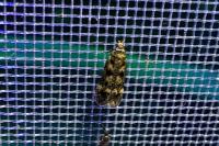 Bryotropha basaltinella