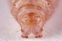 Endothenia gentianaeana
