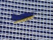 Plutella xylostella
