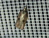 Acleris cristana