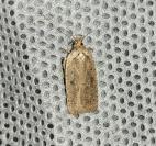 Agonopterix