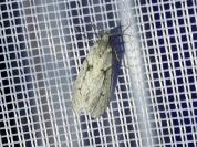 Diurnea fagella