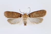 Agonopterix selini