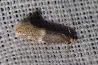 Elachista adscitella