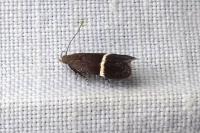 Aproaerema taeniolella