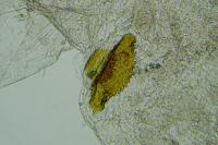 Teleiodes saltuum