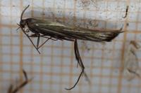 Coleophora lixella
