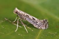 Parornix anglicella