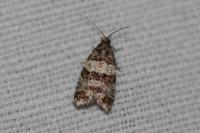 Isotrias rectifasciana