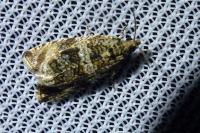 Celypha lacunana