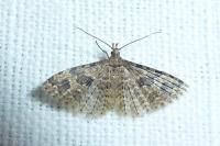 Alucita hexadactyla