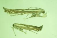 Isophrictis lineatella