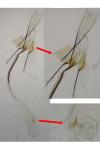 Coleophora albicosta