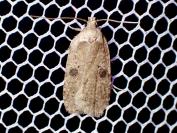 Agonopterix propinquella