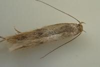 Borkhausenia nefrax