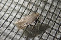 Borkhausenia nefrax