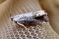 Cydia gr. succedana