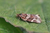 Argyrotaenia ljungiana