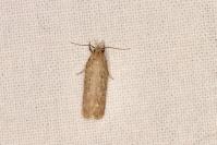 Platyedra subcinerea