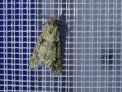 Diurnea fagella