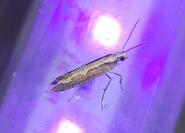 Plutella xylostella