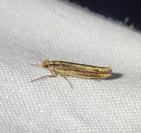 Ypsolopha ustella