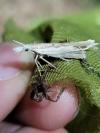 Ypsolopha mucronella