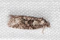 Cnephasia