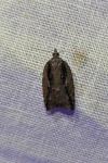 Acleris umbrana