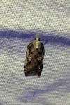 Acleris cristana